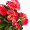 Mica Decorations Begonia Artificial Plant in Plant Pot Campana - H30 x Ø25 cm - Dark pink