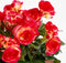 Mica Decorations Begonia Kunstplant in Balkonbak Slate - L29 x B13 x H25 cm - Donkerroze