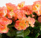 Mica Decorations Begonia Kunstplant in Balkonbak Slate - L29 x B13 x H25 cm - Zalmroze