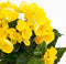 Mica Decorations Begonia Kunstplant in Bloempot Stan - H30 x Ø25 cm - Geel