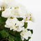 Mica Decorations Begonia Kunstplant in Bloempot Stan - H30 x Ø25 cm - Wit