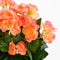 Mica Decorations Begonia Kunstplant in Bloempot Stan - H30 x Ø25 cm - Zalmroze