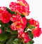 Mica Decorations Begonia Kunstplant in Bloempot Stan - H37 x Ø36 cm - Donkerroze