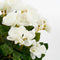 Mica Decorations Begonia Kunstplant in Bloempot Stan - H37 x Ø36 cm - Wit