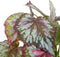 Mica Decorations Begonia Kunstplant in Bloempot Stan - H40 x Ø38 cm - Rood