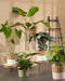 Mica Decorations Blom Plant Stand - L25 x W25 x H38 cm - Metal - Black