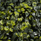 Mica Decorations Buxus Bol Kunstplant voor Buiten Hangend - Ø45 cm - Groen