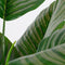 Mica Decorations Calathea Orbifolia Kunstplant - H90 x Ø60 cm - Groen