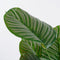Mica Decorations Calathea Orbifolia Kunstplant - H90 x Ø60 cm - Groen