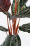Mica Decorations Calathea Roseopicta Kunstplant - H90 x Ø60 cm - Groen