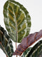 Mica Decorations Calathea Roseopicta Kunstplant - H90 x Ø60 cm - Groen