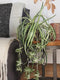 Mica Decorations Chlorophytum Kunstplant in Bloempot Stan - H45 x Ø45 cm - Groen