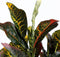 Mica Decorations Croton Kunstplant in Bloempot Stan - H73 x Ø40 cm - Bont