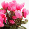 Mica Decorations Cyclaam Kunstplant in Balkonbak Slate - L29 x B13 x H33 cm - Roze