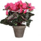 Mica Decorations Cyclaam Kunstplant in Bloempot Stan - H30 x Ø30 cm - Lichtroze