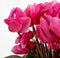 Mica Decorations Cyclaam Kunstplant in Bloempot Stan - H30 x Ø30 cm - Lichtroze