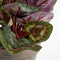 Mica Decorations Cyclaam Kunstplant in Bloempot Stan - H30 x Ø30 cm - Lichtroze
