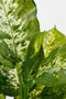 Mica Decorations Dieffenbachia Kunstplant in Bloempot Stan - H40 x Ø30 cm - Groen