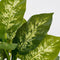 Mica Decorations Dieffenbachia Kunstplant in Bloempot Stan - H40 x Ø30 cm - Groen