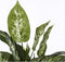 Mica Decorations Dieffenbachia Kunstplant in Bloempot Stan - H70 x Ø55 cm - Groen