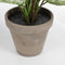 Mica Decorations Dieffenbachia Kunstplant in Bloempot Stan - H70 x Ø55 cm - Groen