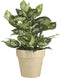 Mica Decorations Dieffenbachia Kunstplant in Bloempot Stan - H70 x Ø55 cm - Groen