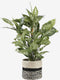 Mica Decorations Dieffenbachia Kunstplant in Bloempot Stan - H70 x Ø55 cm - Groen