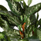 Mica Decorations Dieffenbachia Kunstplant in Bloempot Stan - H70 x Ø55 cm - Groen