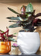Mica Decorations Douro Bloempot - H23 x Ø26 cm - Terracotta - Mat - Wit