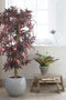 Mica Decorations Esdoorn Kunstplant - H140 x Ø80 cm - rood