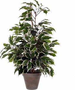 Mica Decorations Ficus Exotica Kunstplant in Bloempot Stan - H60 x Ø35 cm - Groen Bont
