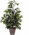 Mica Decorations Ficus Exotica Kunstplant in Bloempot Stan - H60 x Ø35 cm - Groen Bont