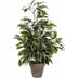 Mica Decorations Ficus Exotica Kunstplant in Bloempot Stan - H60 x Ø35 cm - Groen Bont