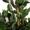 Mica Decorations Ficus Exotica Kunstplant in Bloempot Stan - H60 x Ø35 cm - Groen