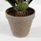 Mica Decorations Ficus Exotica Kunstplant in Bloempot Stan - H60 x Ø35 cm - Groen