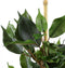 Mica Decorations Ficus Exotica Kunstplant in Bloempot Stan - H60 x Ø35 cm - Groen