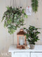 Mica Decorations Ficus Exotica Kunstplant in Bloempot Stan - H60 x Ø35 cm - Groen