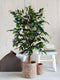Mica Decorations Ficus Kunstplant - H110 x Ø65 cm - Groen