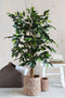 Mica Decorations Ficus Kunstplant - H110 x Ø65 cm - Groen