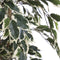 Mica Decorations Ficus Kunstplant - H110 x Ø70 cm - Groen Bont