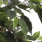 Mica Decorations Ficus Kunstplant - H180 x Ø100 cm - groen