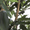 Mica Decorations Ficus Kunstplant - H180 x Ø100 cm - groen