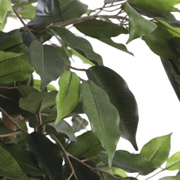 Mica Decorations Ficus Kunstplant - H210 x Ø100 cm - groen