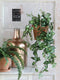Mica Decorations Fittonia Kunst Hangplant - L15 x B30 x H80 cm - Groen