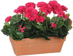 Mica Decorations geranium donkerroze in balkonbak terra - 39x13x40