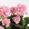 Mica Decorations Geranium Kunstplant in Balkonbak - L29 x B13 x H40 cm - Roze