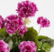Mica Decorations Geranium Kunstplant in Balkonbak - L29 x B13 x H40 cm - Paars