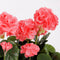 Mica Decorations Geranium Kunstplant in Balkonbak - L29 x B13 x H40 cm - Zalmroze