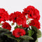 Mica Decorations Geranium Kunstplant in Balkonbak - L29 x B13 x H40 cm - Rood