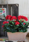 Mica Decorations Geranium Kunstplant in Balkonbak - L29 x B13 x H40 cm - Rood